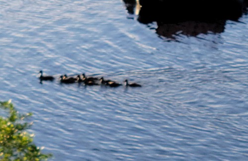 Windham House | New openings in July and August! Pet Friendly, Waterfront Property