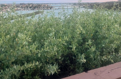Downtown Apartment | Newport Beach 1BR Apartment. Reduced rates during Fall and for long term rentals
