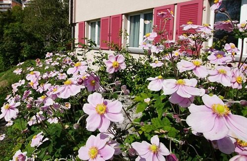 Amden Apartment | Nice apartment for 4 people with WIFI, TV, balcony and pets allowed