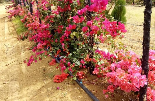 San Jose de Ocoa Cabin | Nice Mountain Cabin, With the Best View