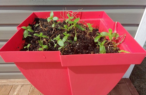 Port-Daniel Other | no finish