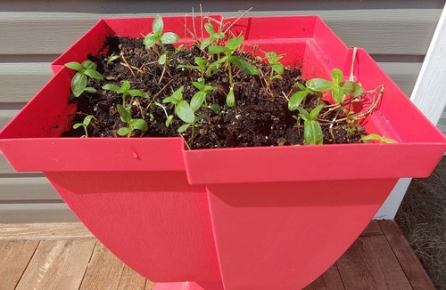 Port-Daniel Other | no finish