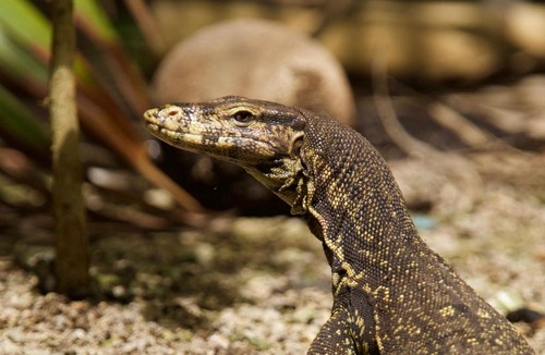 Bangka Island Resort | Nomad Divers Bangka