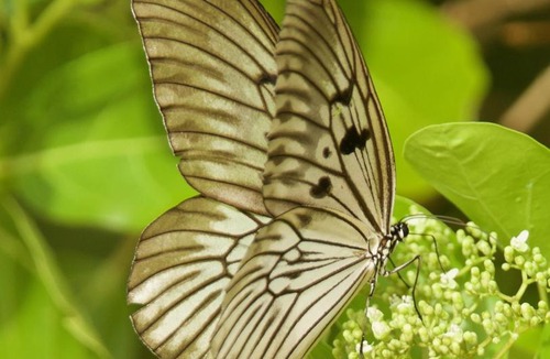 Bangka Island Resort | Nomad Divers Bangka