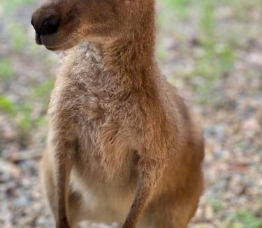 Pomona Cabin | Noosa Rural Retreat