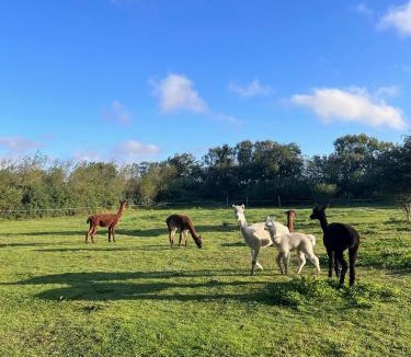 Snedsted House | Nordic Alpaca Farm Stay