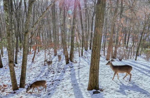 Tannersville House | Northridge 482