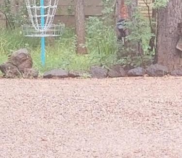 Pinetop-Lakeside Cabin | Northwoods Resort Cabins