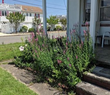 North Beach Haven House | Ocean Breeze Retreat