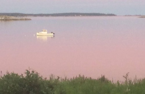 South Thomaston Cottage | Ocean Front, Cozy, Pet Friendly Cottage, Sleeps 2/4