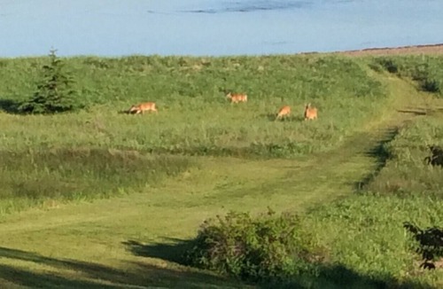 Little Harbour House | Ocean front get away with private beach and custom built timber frame