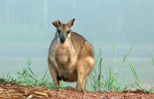 Mission Beach House | Ocean Serenity