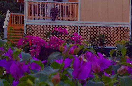 Kehena Beach Estates Cottage | Oceanfront cottage w/AC @ Kehena Beach, Hawaii