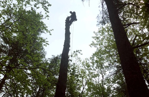Canterbury Cabin | Official Tiny Earth Cabin: Cozy, 2-Night Minimum, Woods & Wildlife