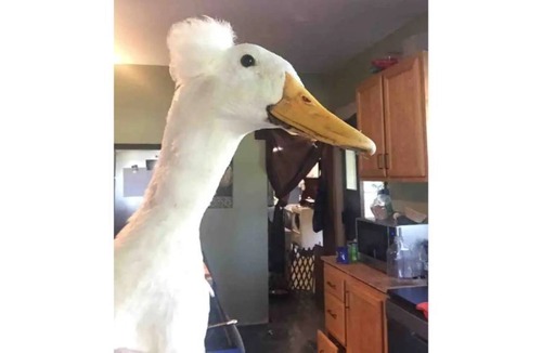 Dayton House | Ole Tyme B&B Warm setting with a country feel.