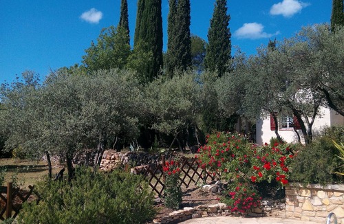 Cotignac Cottage | OLIVE TREES IN COTIGNAC (VAR)