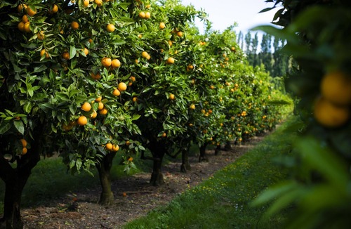 Gisborne Apartment | Orchard View Apartment