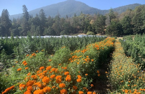 Jacksonville Apartment | Organic Cannabis Farm on Applegate River