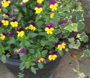 Easterside Bed & Breakfast | Oscar Park Farm