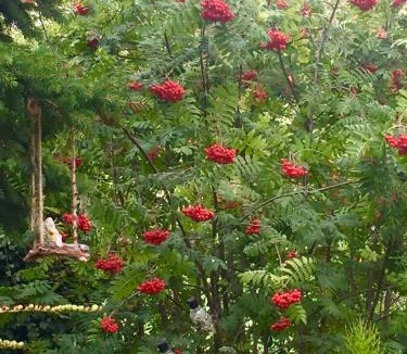 Auchterarder Cabin | Otter Lodge Auchterarder