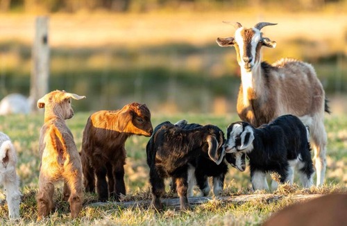 Cooranbong House | Our Tiny Farm Retreat