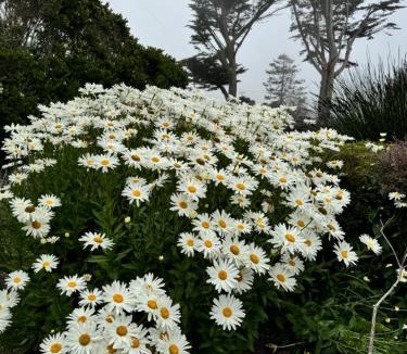 Philo Villa | Pacific Bliss