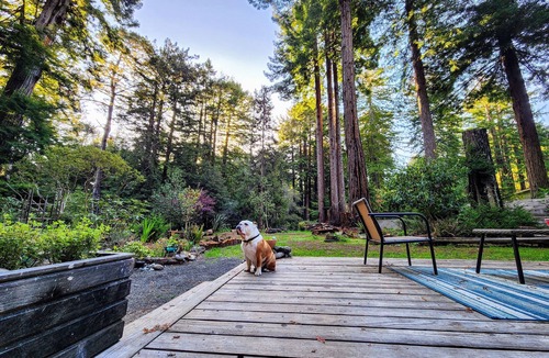Fort Bragg House | Pacific Redwood Hideaway - Pristine forest, luxurious, private and pet friendly