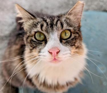 Kapoho Hostel | Pahoa Village Hostel