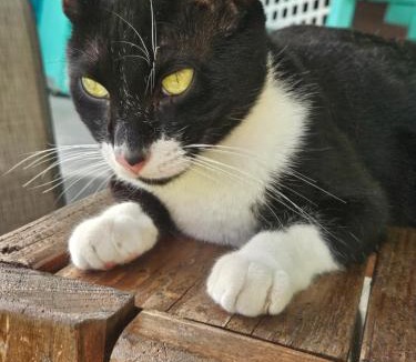 Kapoho Hostel | Pahoa Village Hostel