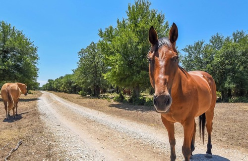 Dennis Cabin | Palo Pinto Paradise on 55-Acre Texas Farm