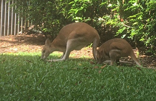 Palm Cove Apartment | Paradise in Palm Cove