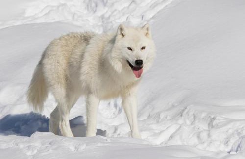 Notre-Dame-de-Bonsecours Resort | Parc Omega