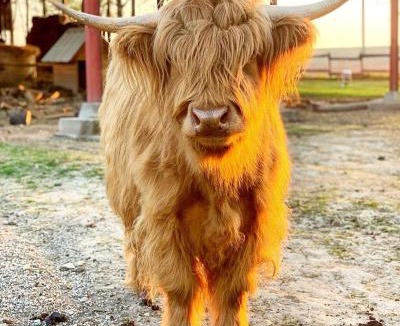 Les Hays House | Parcel Tiny House I L'Arche des Hays