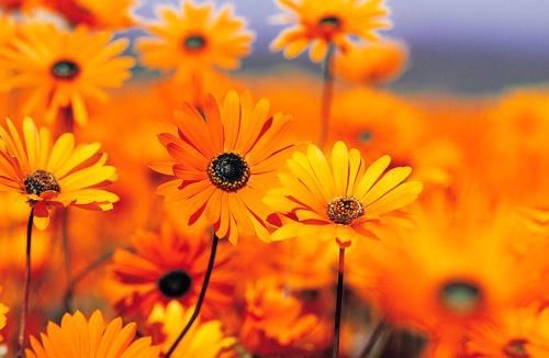 Te Awamutu Hotel | Park Lodge Motel