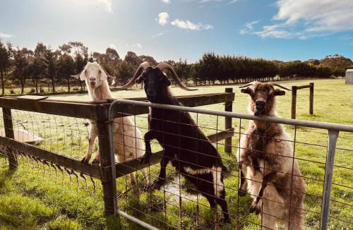 Somerville House | parkerfarmstay2