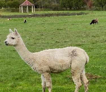 Somerville House | parkerfarmstay2