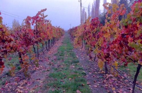 Talent Apartment | Paschal Winery - Dream 1 Cottage