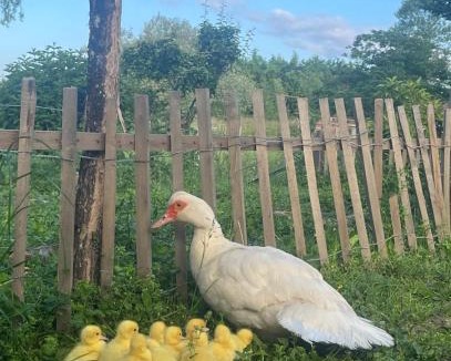 Saint-Nicolas-de-la-Grave House | Patte de velours