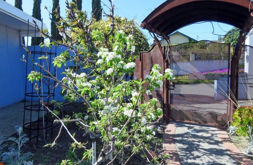 East Foothills Apartment | Peace & Quiet Above Silicon Valley