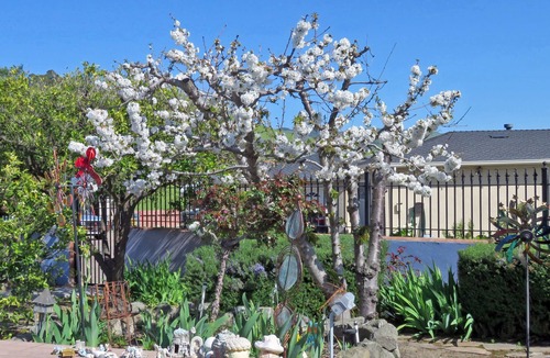 East Foothills Apartment | Peace & Quiet Above Silicon Valley