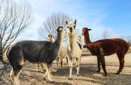Centerville Apartment | Peace & Quiet on Alpaca Farm! Paola Studio