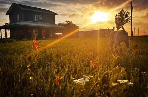 Nemo House | Peaceful country stay with fresh chicken eggs and kitty snuggles!
