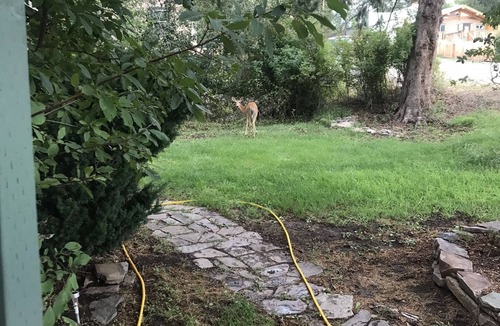 Hot Springs Cottage | Peaceful Creekside Cottage