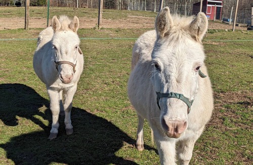 Parksville RV Rental | Peaceful Woods Glamping Tent
