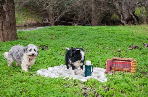 McLaren Vale House | Pedlar Creek Tiny House by Tiny Away