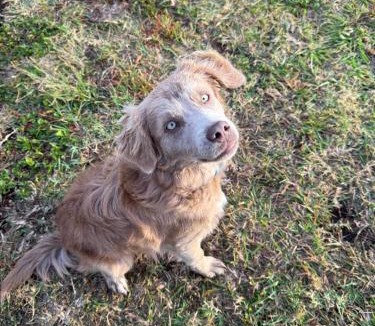 Naalehu House | Peles Eye