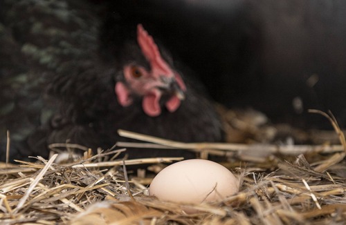 Glenaroua Other | Perfect getaway for couples