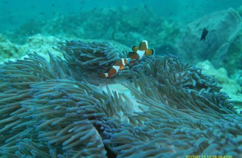 Pulau Perhentian Kecil Bed & Breakfast | Perhentian Chomel Chalet