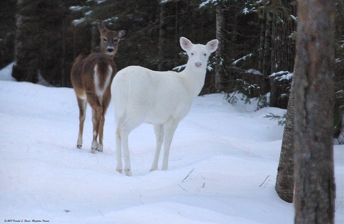 St Germain Cabin | Pet-Friendly Studio With Fireplace And Air-Conditioning