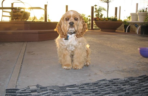 Mount Vernon House | Pet friendly